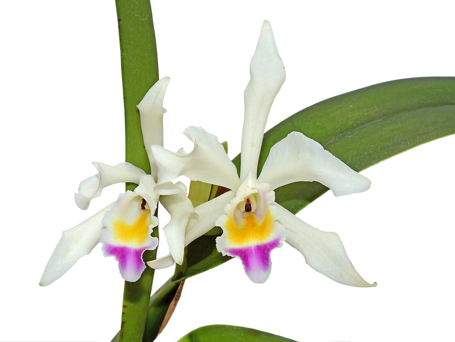 Cattleya Lavinia Valbonesi