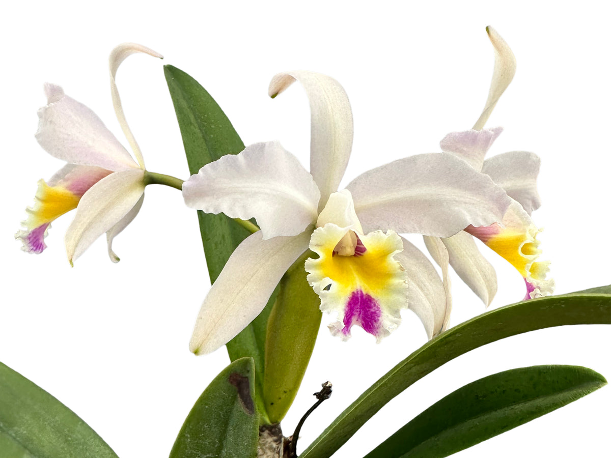 Cattleya Miss Endicott - Classic Hybrid Orchid | Pinkish-Purple