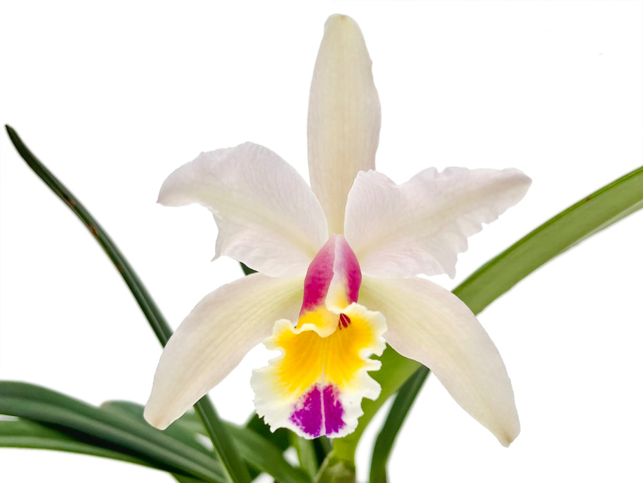 Cattleya Luciana C