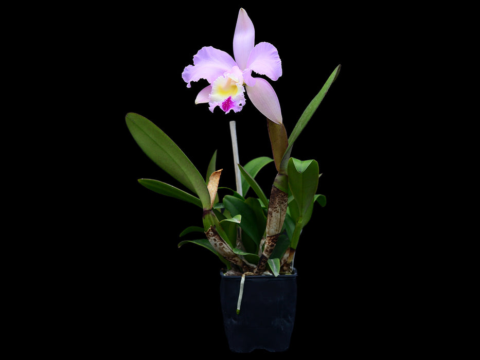 Cattleya Madeline Soto – Lavender Cattleya Orchid Hybrid — Ecuagenera USA  Corp