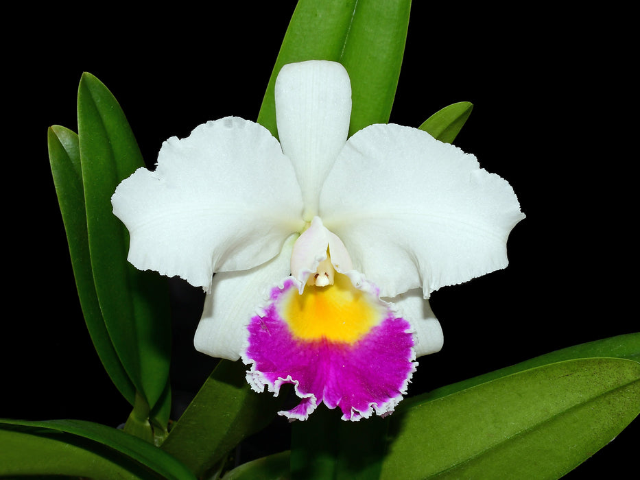 Cattleya Manuel Moran