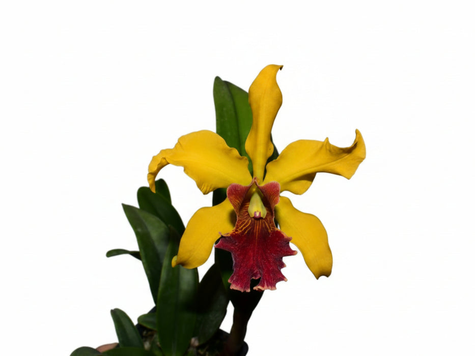 Cattleya Máximo Gómez