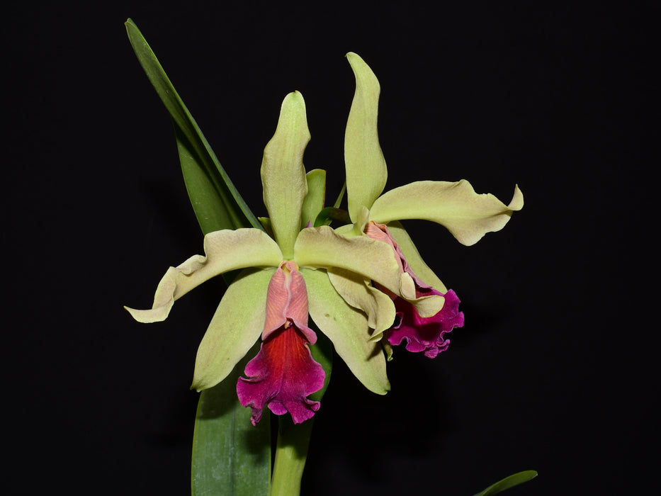 Cattleya Máximo Gómez