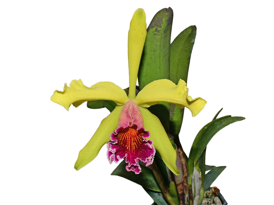 Cattleya Máximo Gómez
