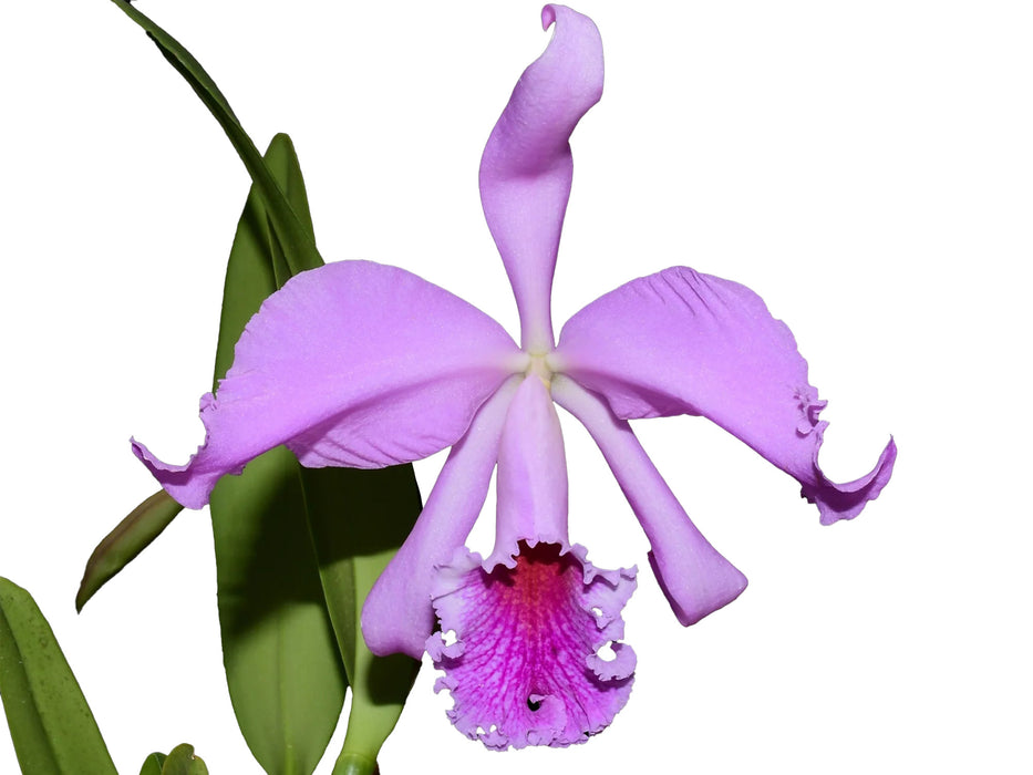 Cattleya Milo (1910)