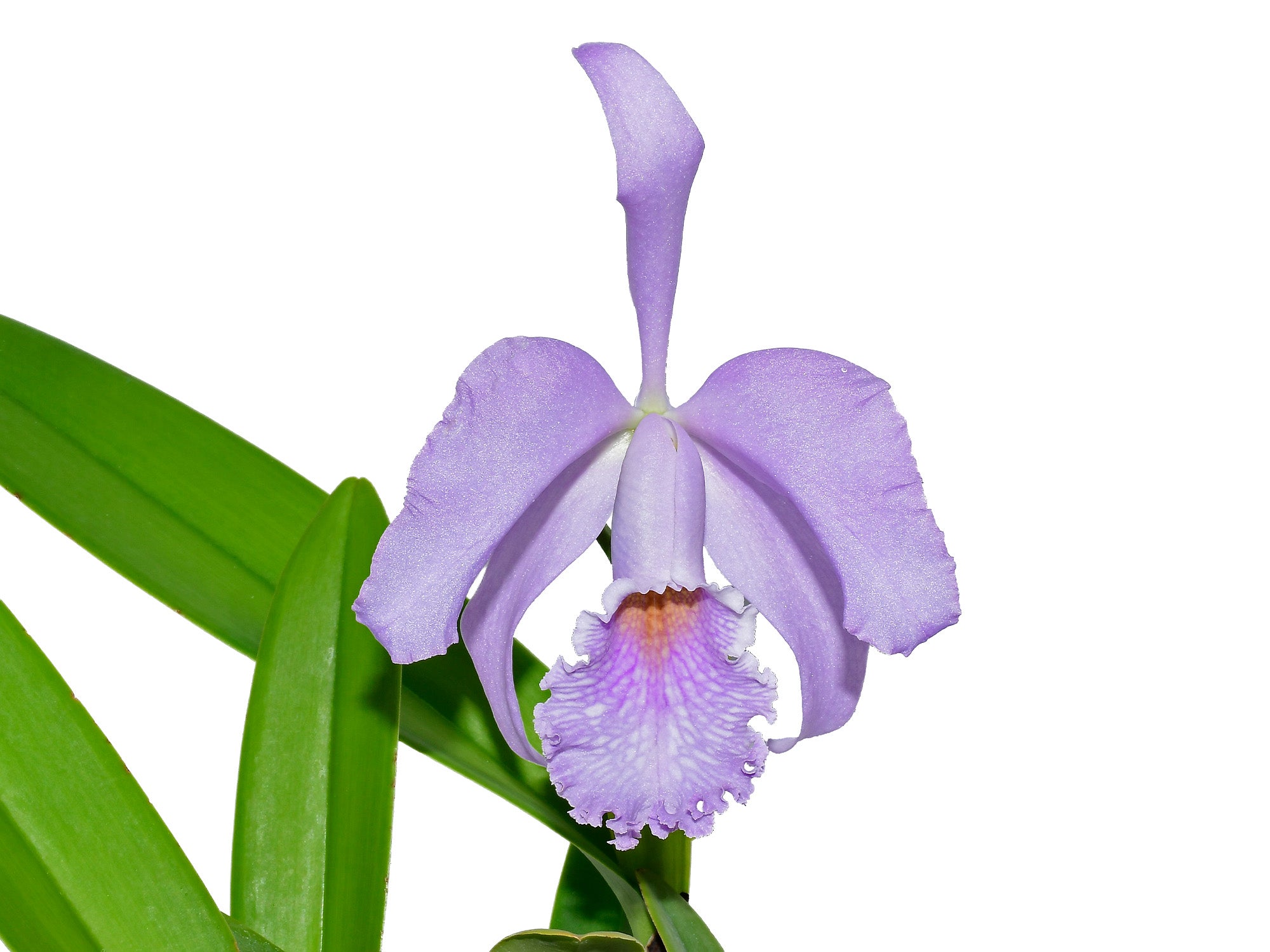 Cattleya Milo (1910) coerulea - Historic Blue Orchid Hybrid