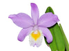 Cattleya Miss Endicott