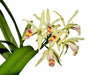 Cattleya My Special Angel