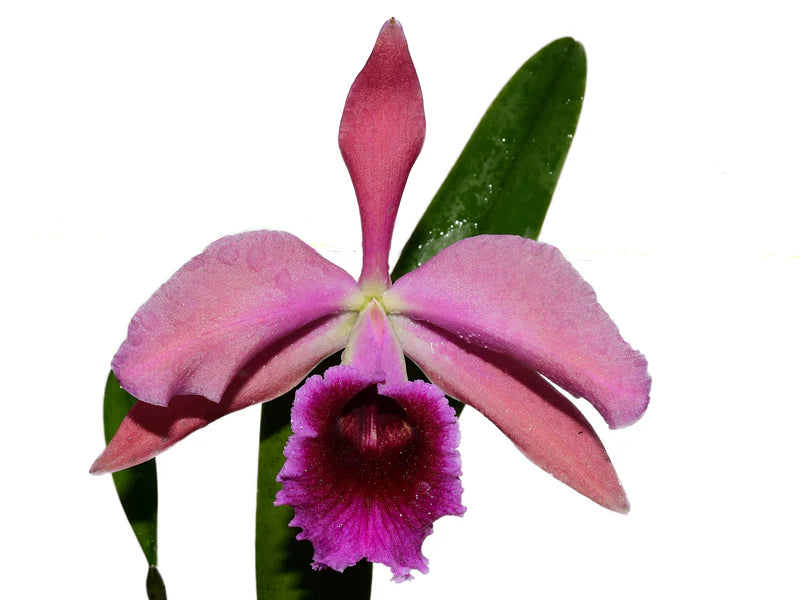 Cattleya Pauline Portilla 4N - Tetraploid Hybrid Orchid | Enhanced