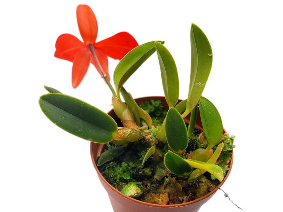 Cattleya Pearlouis