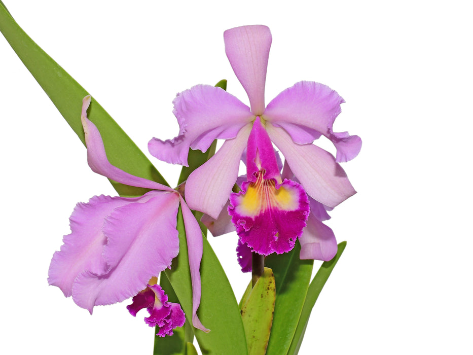 Cattleya Puritan (1915)
