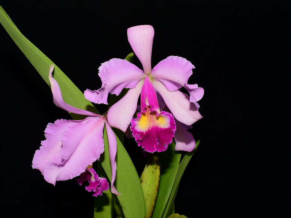 Cattleya Puritan (1915)