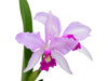 Cattleya Purpurata Dream