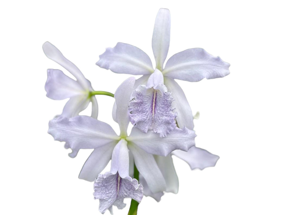 Cattleya Roque Sevilla