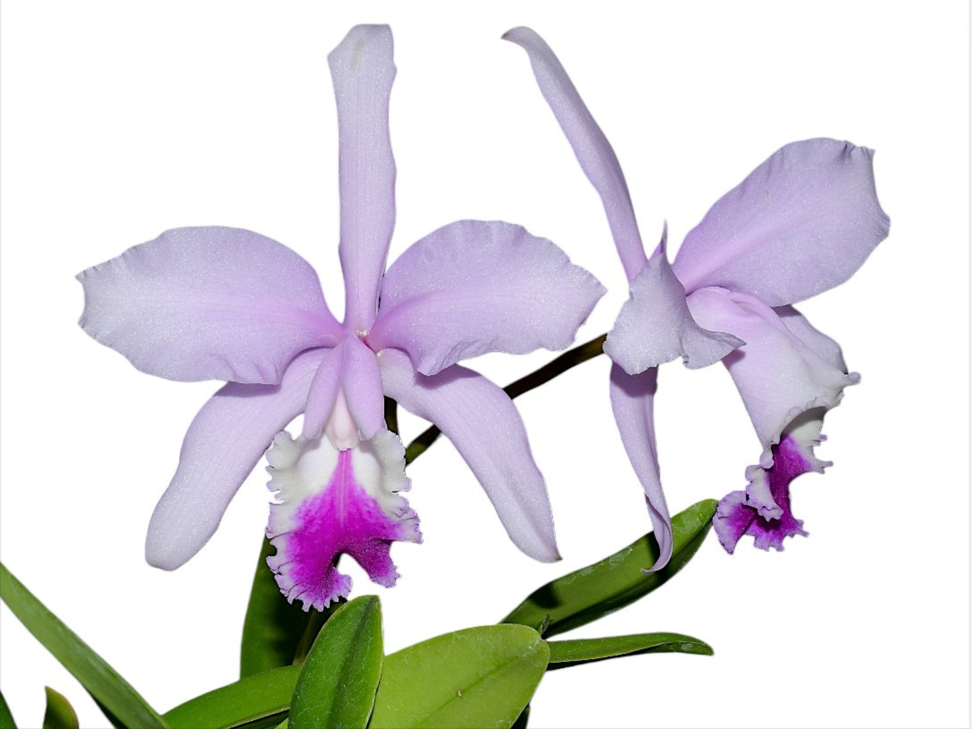 Cattleya_Thayeriana.jpg?v=