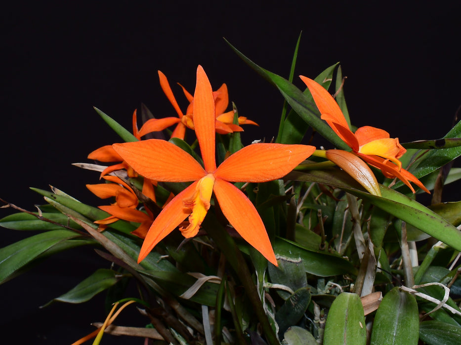 Cattleya Valda (1901) H00662