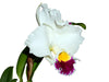 Cattleya Village Chief Augment