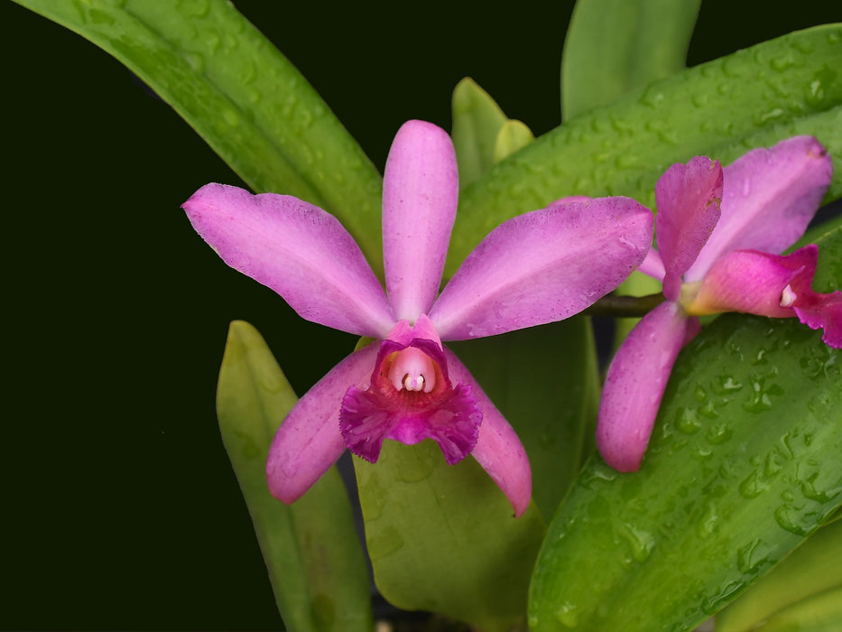 Cattleya Yanuncay