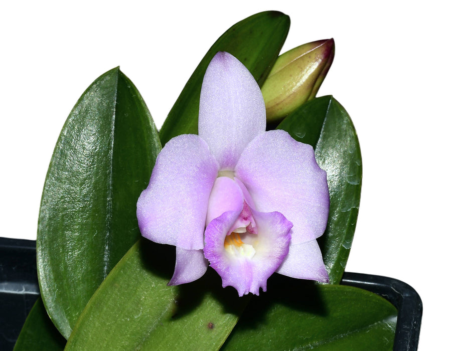 Cattleya alaorii