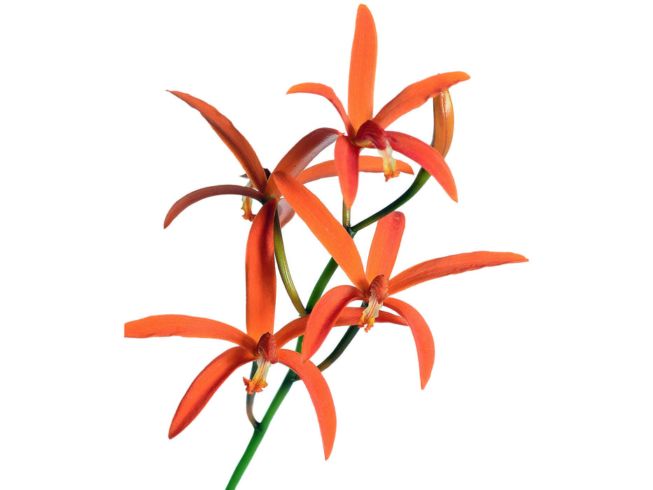 Cattleya cinnabarina