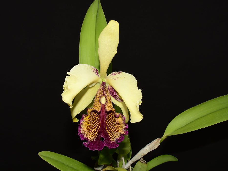 Cattleya dowiana aurea x splash
