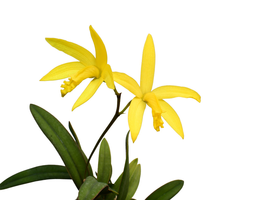 Cattleya flavasulina