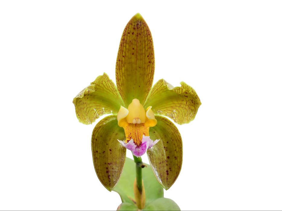 Cattleya granulosa 'Colibri x self'