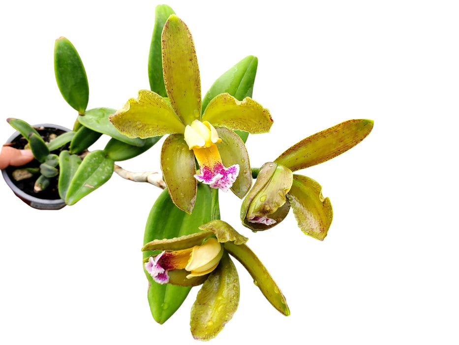 Cattleya granulosa 'Colibri x self'