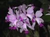 Cattleya intermedia (f. alba x 'Aquimii')