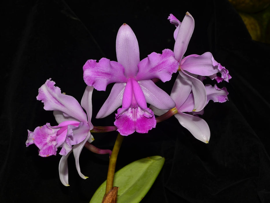 Cattleya intermedia (f. alba x 'Aquimii')