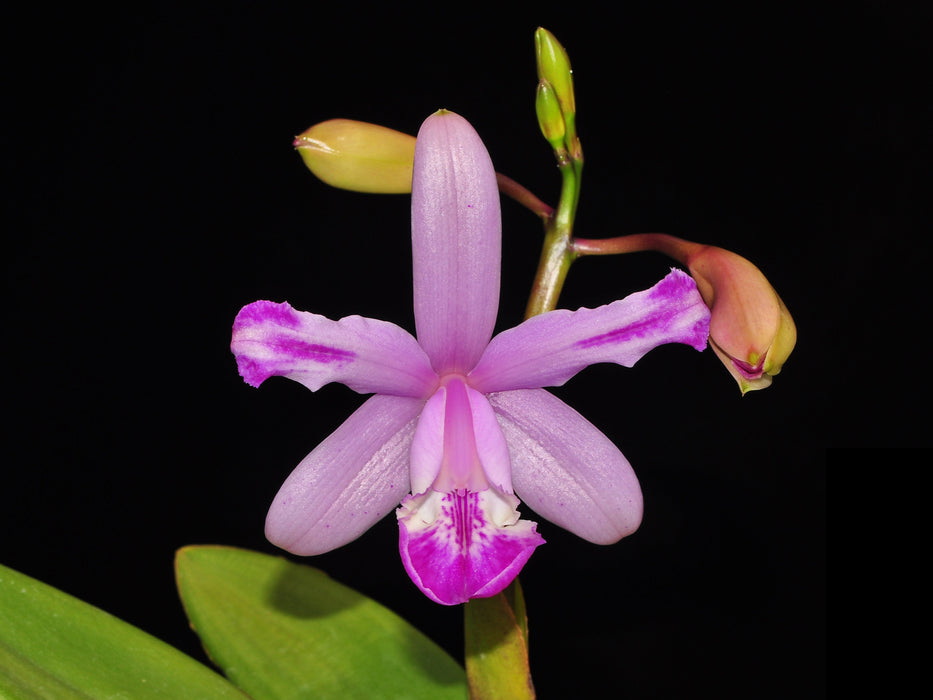 Cattleya intermedia (f. alba x 'Aquimii')