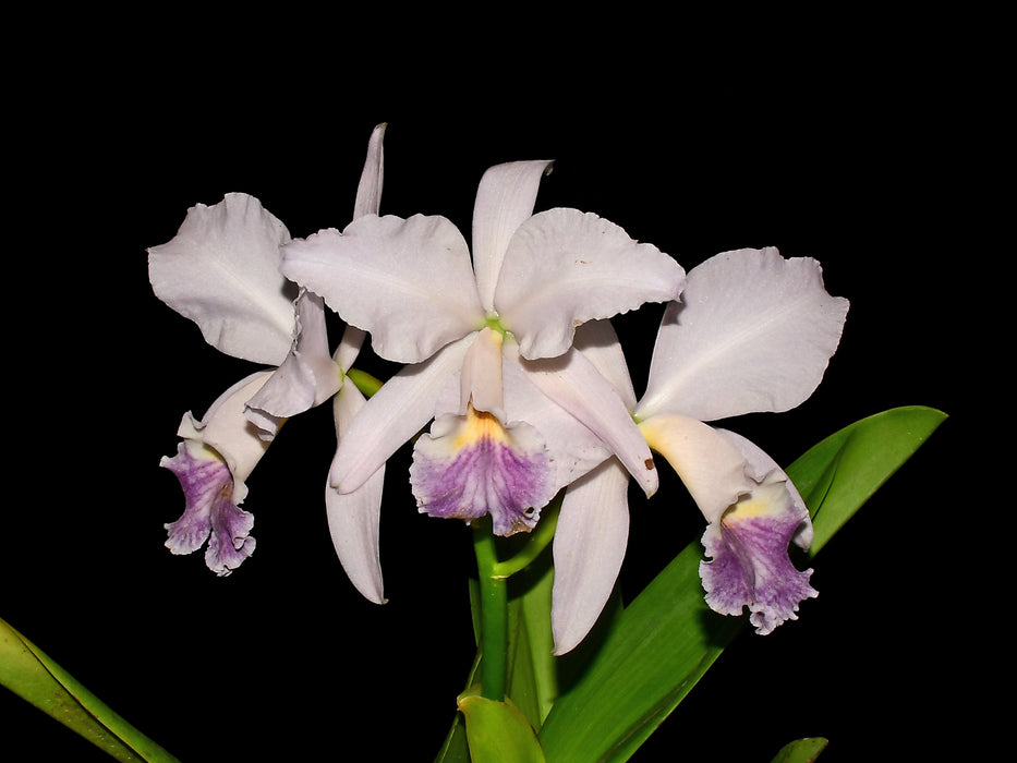 Cattleya labiata f. coerulea Bundy x coerulea — Ecuagenera USA Corp
