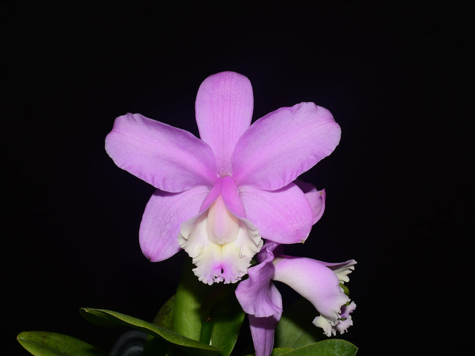 Cattleya loddigesii