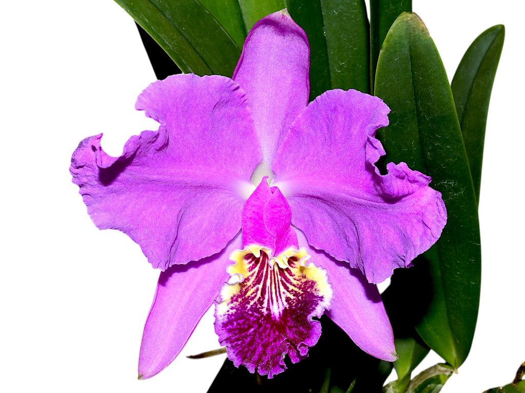 洋蘭 原種 カトレア C. lueddemanniana coerulea Cattleya_lueddemanniana_Rombit