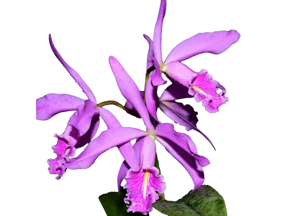 Cattleya maxima Ecua 00157 x Ecua 00140