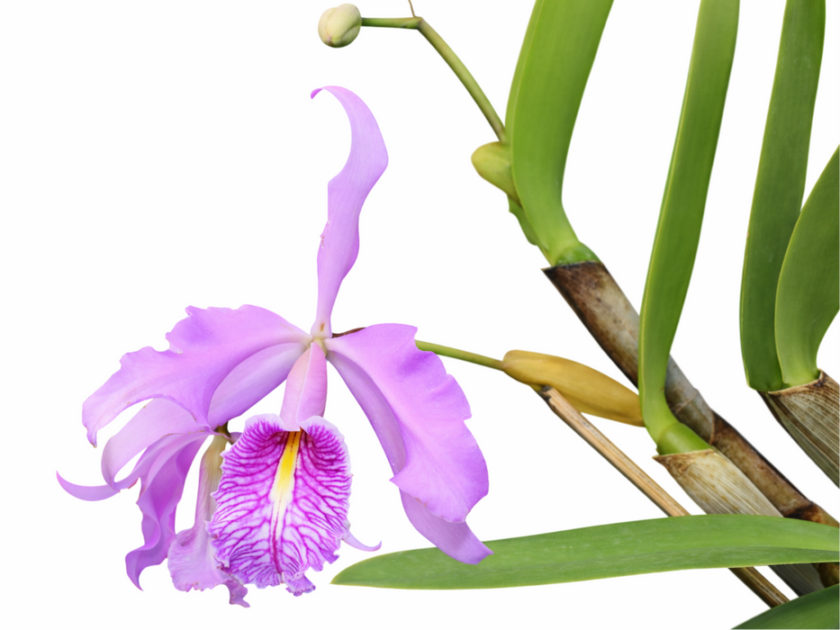 Cattleya maxima Ecua 0147 x Ecua 0145