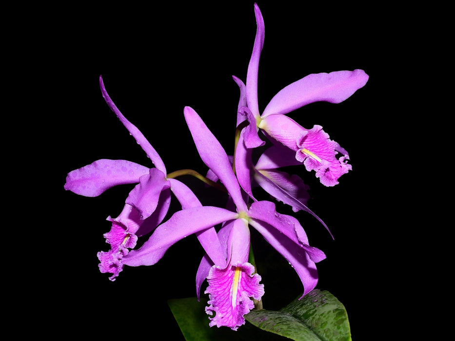 Cattleya maxima Ecua 0201 x Ecua 0204