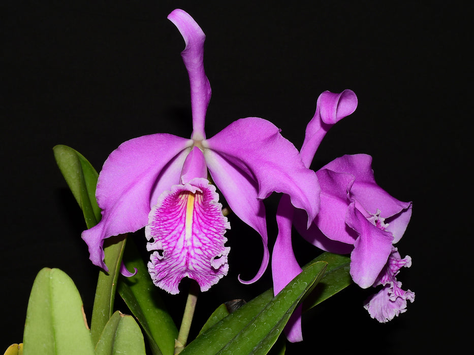 Cattleya maxima Ecua 0232 x Ecua 0244