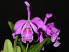 Cattleya maxima Ecua 0232 x Ecua 0244