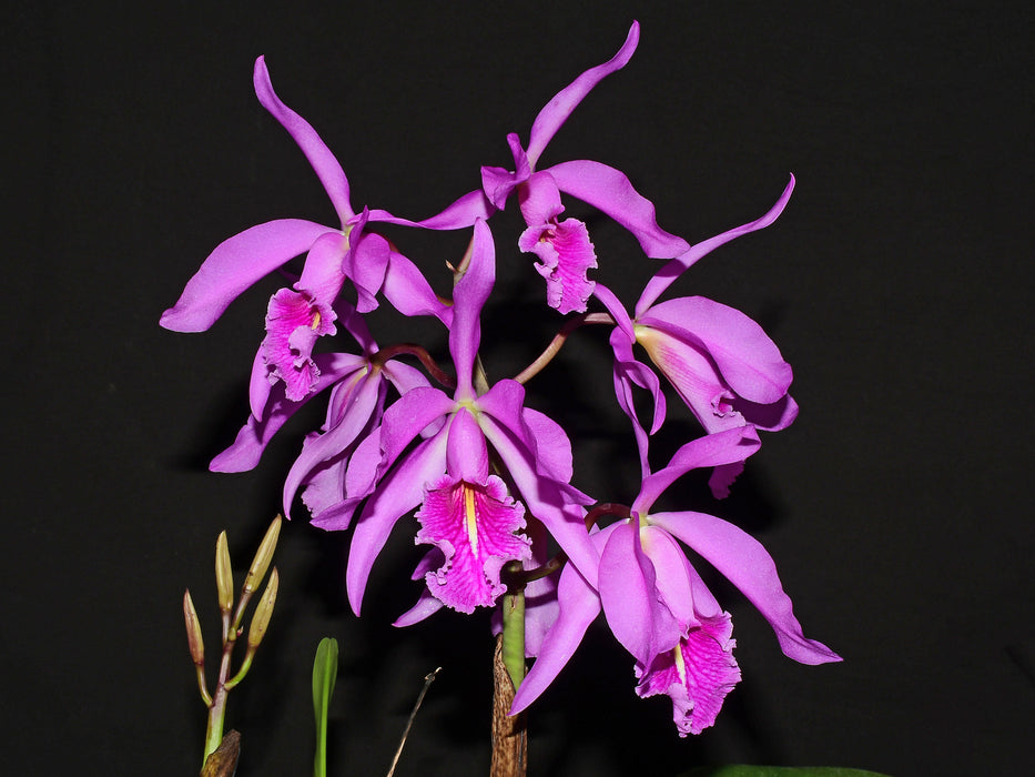 Cattleya maxima Ecua 0232 x Ecua 0244