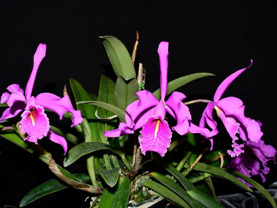 Cattleya maxima Ecua 0232 x Ecua 0244