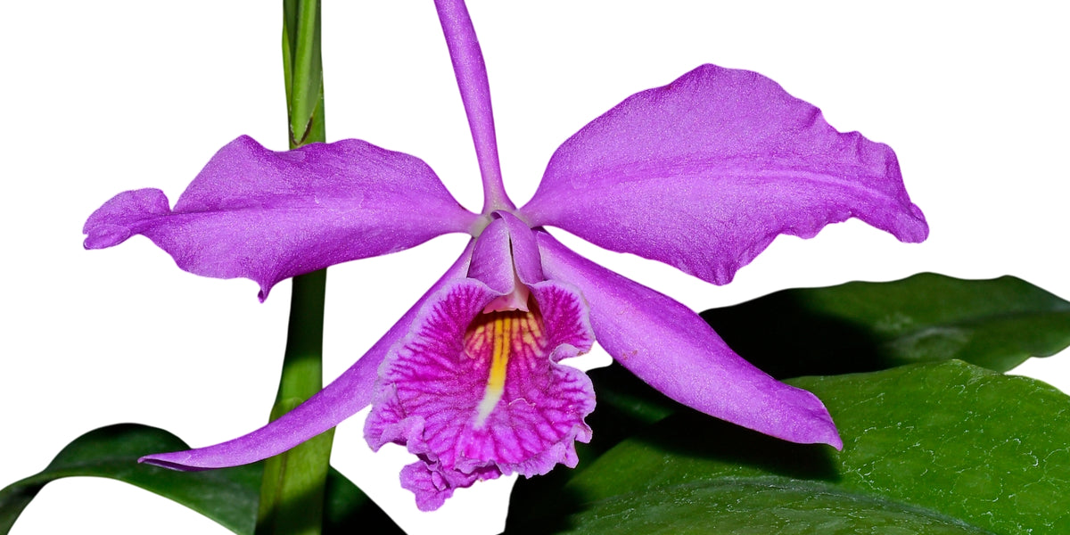 Cattleya_maxima_Macara_Pepe_x_