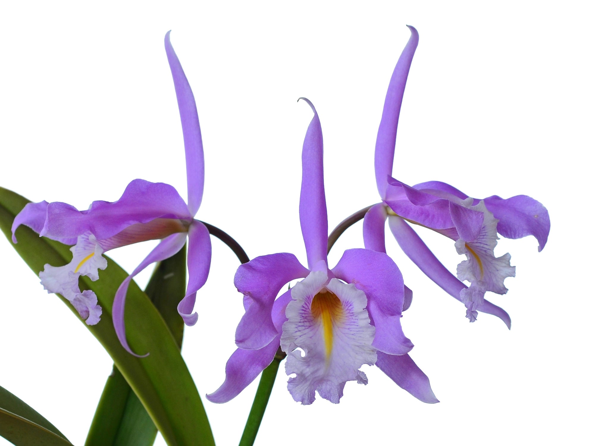 靴 HENRI EN VARGO CATTLEYA GOLD Cattleya gold オープントゥ パンプス ゴールド - HENRI EN