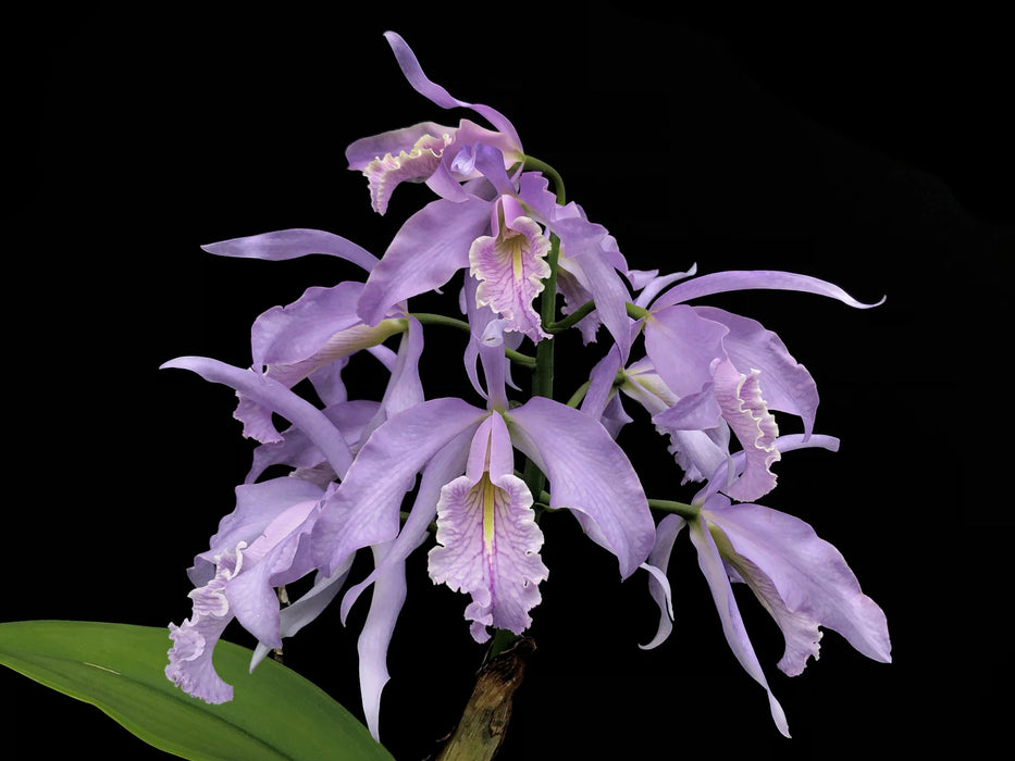 Cattleya maxima f. coerulea 'Gigi' x 'Angelo' x sibbling