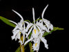 Cattleya maxima f. alba