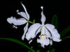 Cattleya maxima f. coerulea Ecua 0168 x 'Gigi Dream'