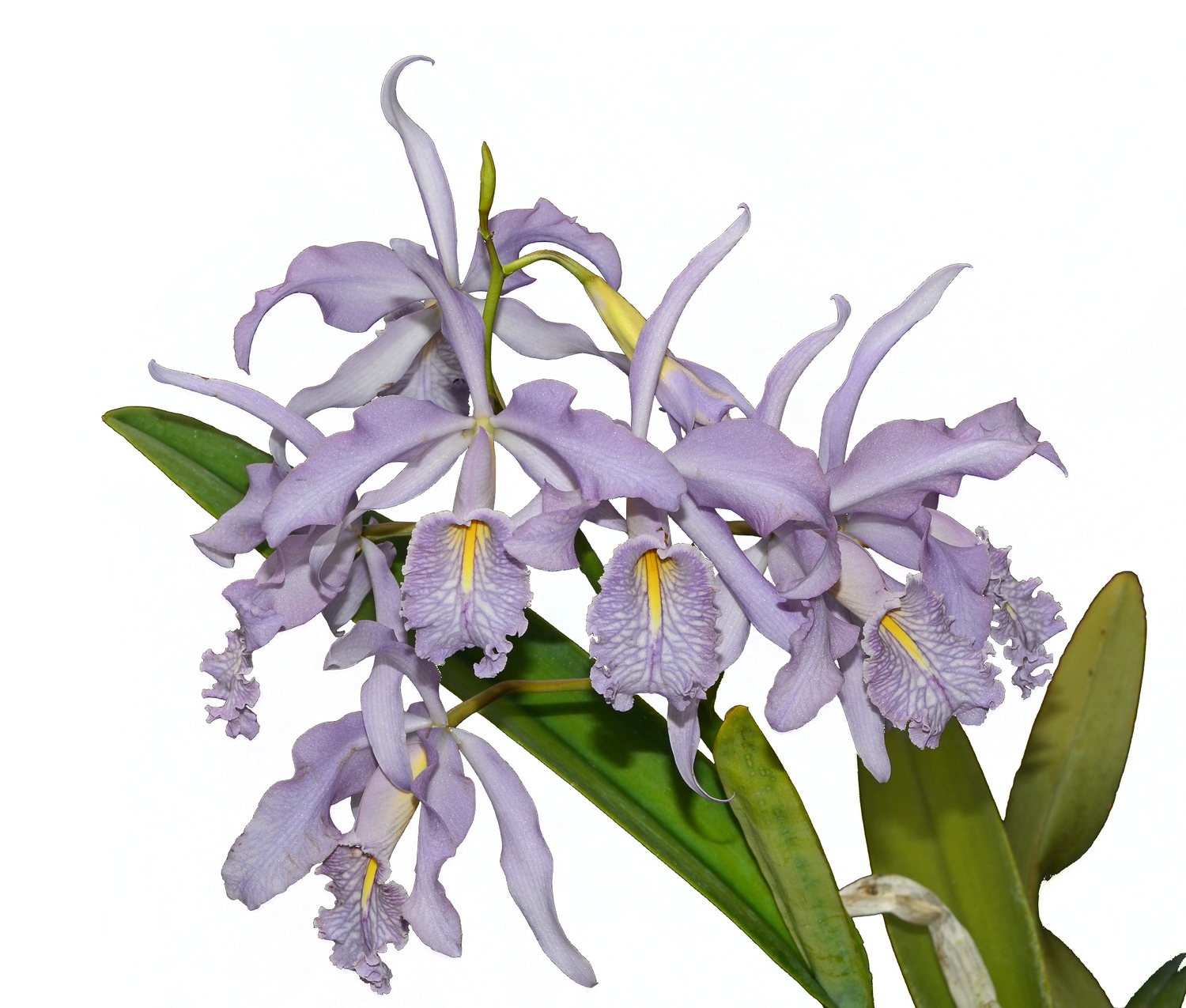 Cattleya maxima f. coerulea 'Gigi' x 'Angelo'
