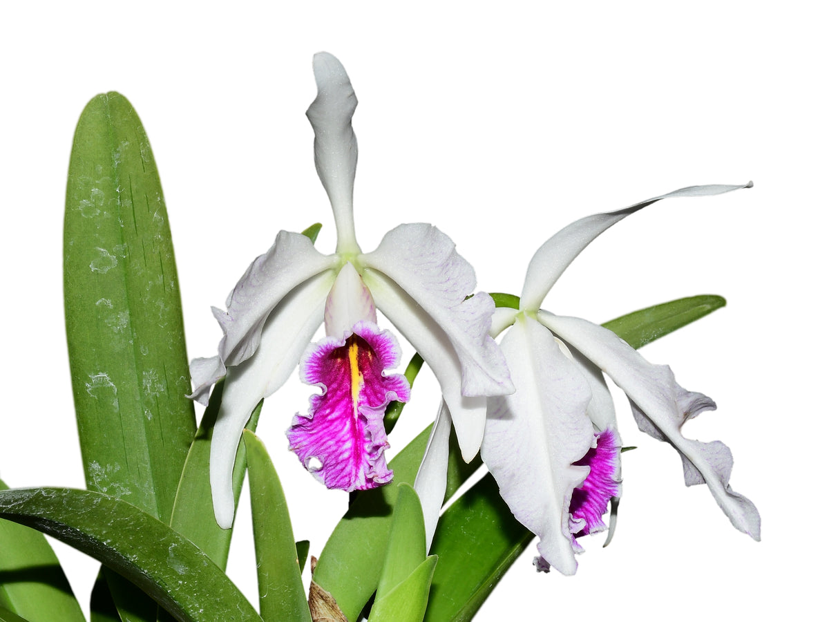 Cattleya maxima. f. semialba 'Gigi' x self — Ecuagenera USA Corp