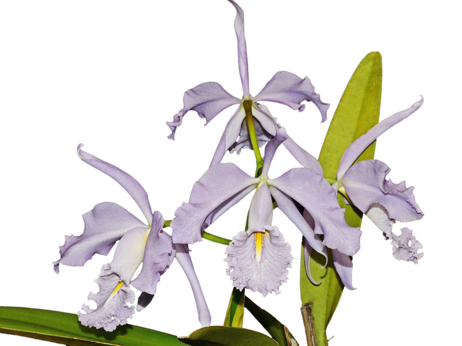 Cattleya maxima f. coerulea 'Gigi' x 'Angelo' - Exceptional Blue