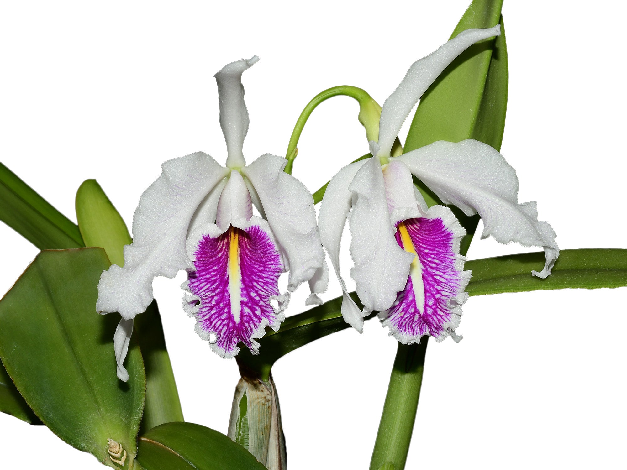 Cattleya maxima f. semialba 'La Pedrena' - Premium White Orchid